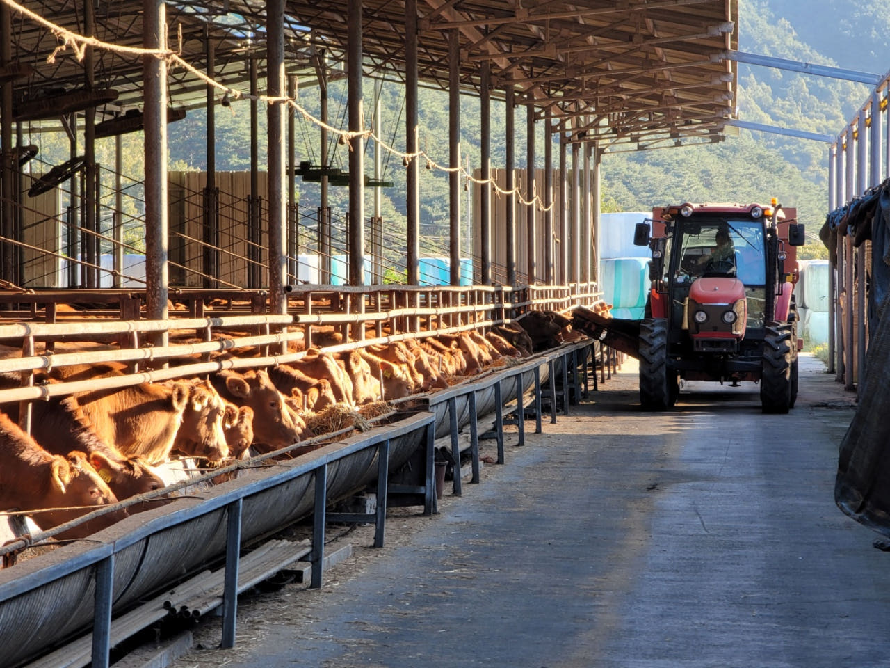 함양미경산한우 목장